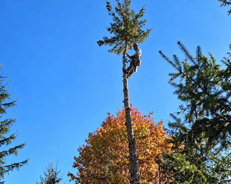Tree pruning / removal by Turf & Tree Worx